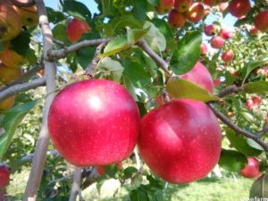 大池農園りんご