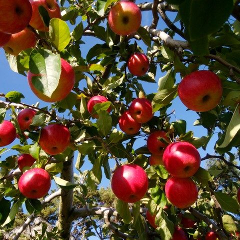 大池農園りんごの木