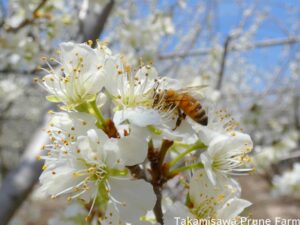 高見澤プルーン園花とミツバチ