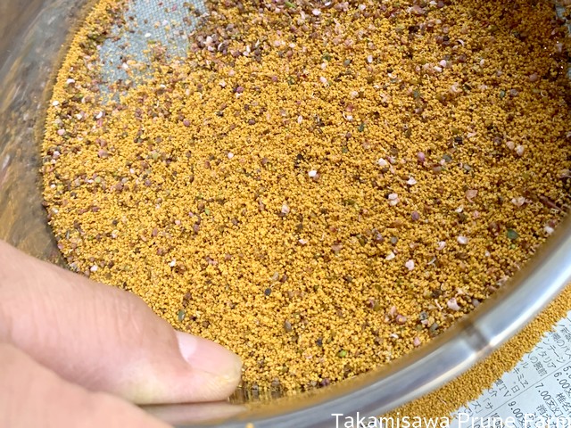 高見澤プルーン園スモモの花粉を開葯機へ