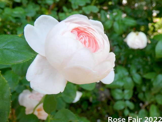 RoseFair2022