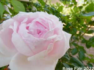 Rose Fair 2022