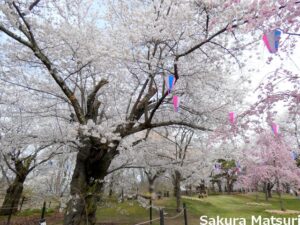 小諸城址懐古園桜まつり馬場