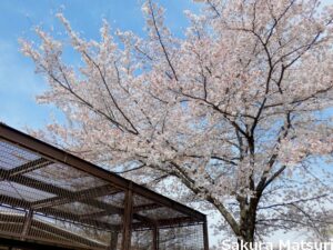 小諸市動物園桜