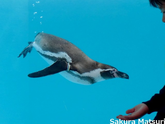 小諸市動物園ペンギン